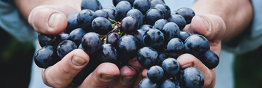Grapes in hands